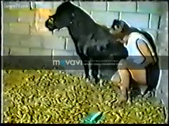 Dolly 1